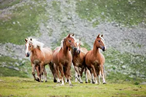 Sorrel: Dun Haflingers trotting, pasture, K&, x28d21a6c;