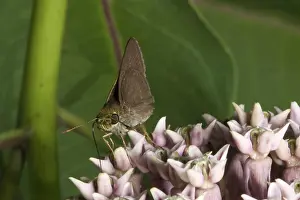 Pterygota: Dun Skipper