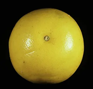 Paradisi: Duncan Grapefruit