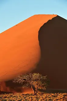 Pyramid: Dune 45 with camelthorn tree (Acacia erioloba)