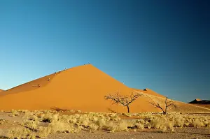 Walkers: Dune 45 and tree - Tourists climbing the dune