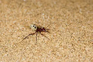 Camponotus: Dune Ant - Full body on dunes sand