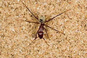 Camponotus: Dune Ant - Full body on dunes sand