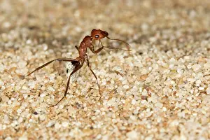 Camponotus: Dune Ant - Full body on dunes sand