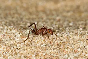 Camponotus: Dune Ant - Full body on dunes sand