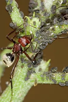 Tending: Dune Ant - Close up of ants tending / farming aphids