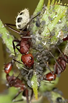 Tending: Dune Ant - Close up of ants tending / farming aphids