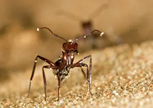 Camponotus: Dune Ant - Close up during confrontational pose