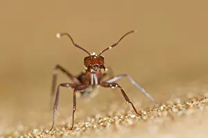 Camponotus: Dune Ant - Close up during confrontational pose