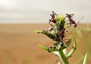 Visible: Dune Ants- Farming / tending to their aphids on