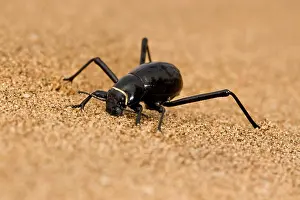 Unguicularis: Dune Beetle - Close up full body portrait with
