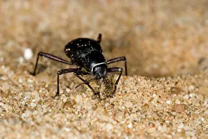 Unguicularis: Dune Beetle - Close up with plant detritus