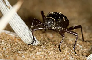 Unguicularis: Dune Beetle - Close up standing at the base of