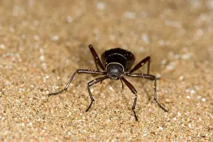 Unguicularis: Dune Beetle - Close up standing on dune sand