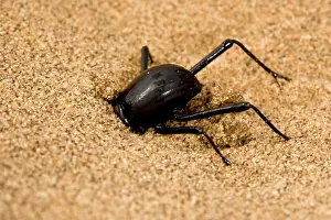 Unguicularis: Dune Beetle - Digging in to dune sand to evade predation