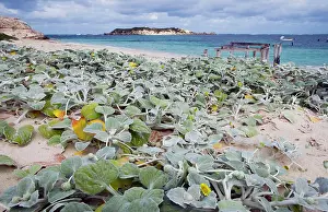 Grows: Dune Cabbage. Grows only on dunes and is a useful
