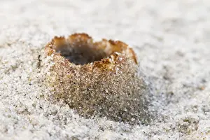 Ammophila: Dune Cup (Peziza ammophila) growing on sand dun