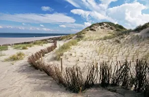 Fixing: Dune - with dunegrass branches for fixing the dune