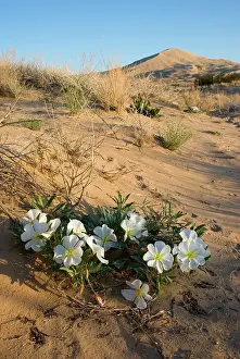 Oenothera: Dune Evening-primrose