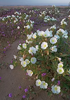 Verbena: Dune Evening Primrose - on Algodones dunes (also