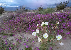 Verbena: Dune Evening Primrose - and Sand Verbena (Abronia villosa)