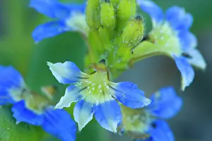 Fans: Dune Fan Flower - detail of this small but beautiful