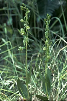 Geoff Trinder: DUNE HELLBORINE ORCHID