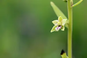 David Chapman: Dune Helleborine - Flower - UK