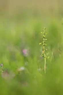 David Chapman: Dune Helleborine - Flowering - UK