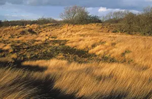 Waterleidingduinen: Dune landscape