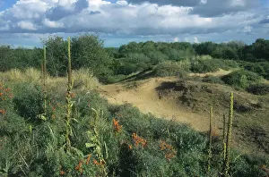 Waterleidingduinen: Dune landscape of the Amsterdamse Waterleidingduinen