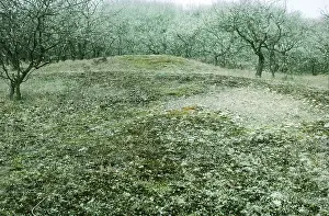 Waterleidingduinen: Dune landscape covered with lichen