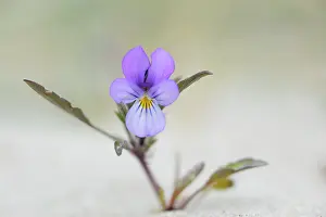 Terschelling: Dune pansy
