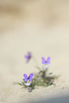 Curtisii: Dune pansy