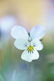 Curtisii: Dune pansy