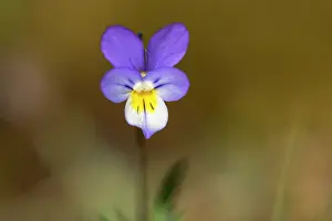 Meijendel: Dune Pansy