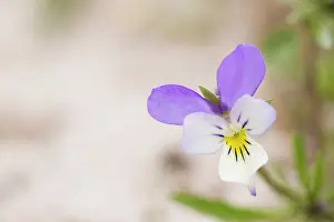 Nationaal: Dune Pansy