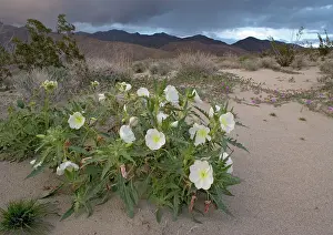 Oenothera: Dune Primrose