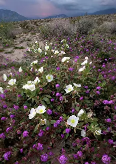 Verbena: Dune Primrose - & Sand Verbena