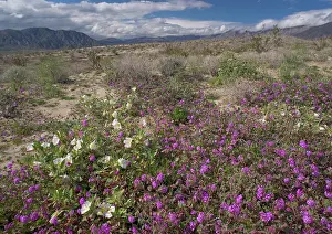 Verbena: Dune Primrose - and Sand Verbena (Abronia villosa)