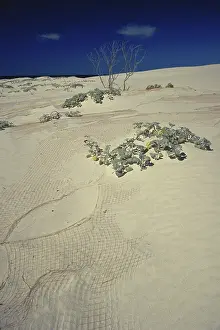Bight: Dune Restoration in Australia