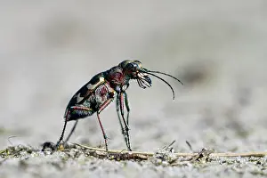 Cicindela: Dune Sand Beetle, northern dune tiger beetle (Cicindela