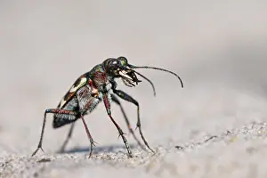 Cicindela: Dune Sand Beetle, northern dune tiger beetle (Cicindela