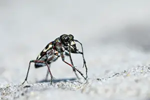 Preen: Dune sand beetle, northern dune tiger beetle (Cicindela