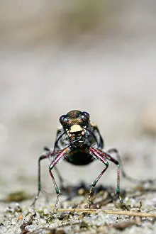 230122: Dune Sand Beetle, northern dune tiger beetle (Cicindela