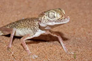 Stenodactylus: Dune Sand Gecko