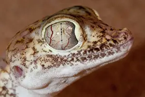 Stenodactylus: Dune Sand Gecko