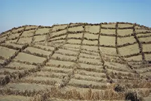 Encroachment: Dune Stabilization