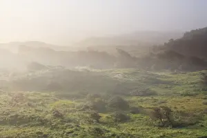 Crataegus: Dune valley with Common Hawthorn (Crataegus monogyna) on misty morning at sunrise