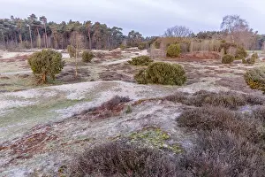 Calluna: Dunes with Common Heath (Calluna vulgaris) and